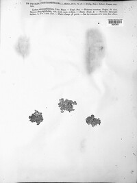 Niorma chrysophthalma image